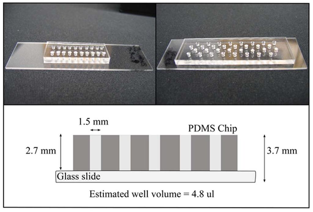 Figure 24: PDMS chip for