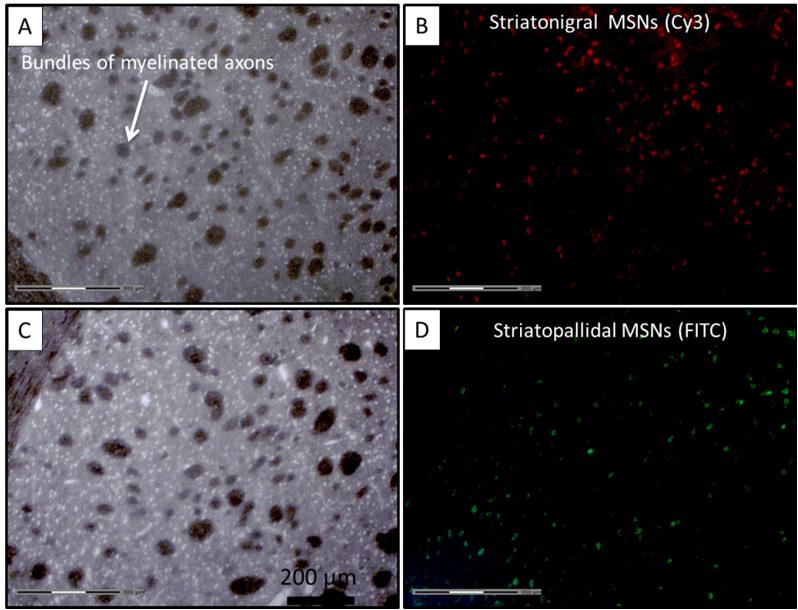 Figure 33: Bright field (A, C) and fluorescent images (B, D) of rat brain striatum showing retrograde labeled MSNs.