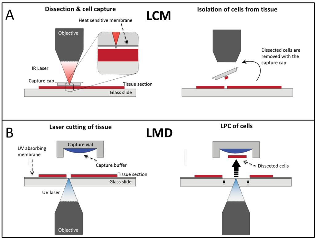 13 Figure 3: Laser assisted dissection of thin tissue sections. (A) LCM using a heat sensitive membrane activated with an IR laser.
