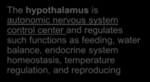 nervous system control center and regulates such functions as feeding,