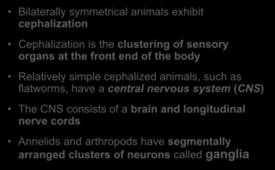 Bilaterally symmetrical animals exhibit cephalization Cephalization is the clustering of sensory organs at the front end of the body Relatively simple cephalized animals, such as