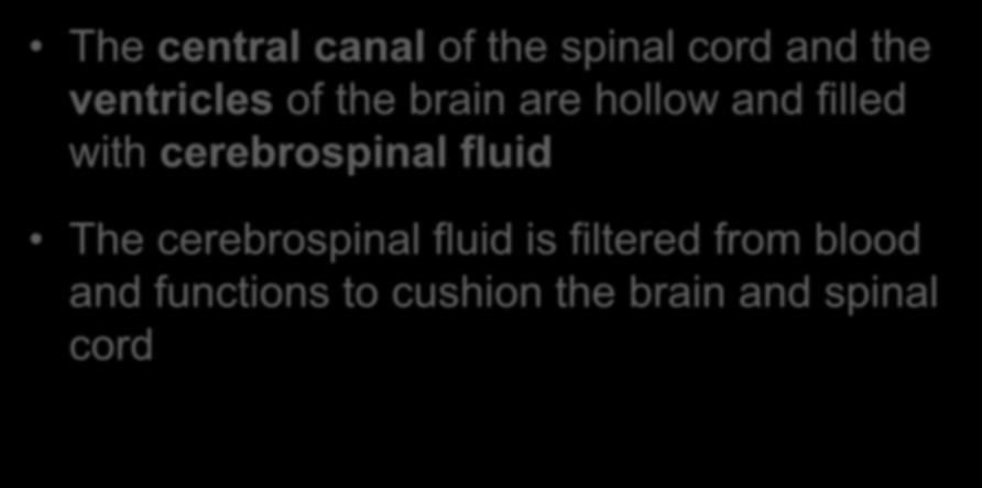The central canal of the spinal cord and the ventricles of the brain are hollow and filled with cerebrospinal fluid The cerebrospinal fluid is filtered from blood and functions to cushion the brain