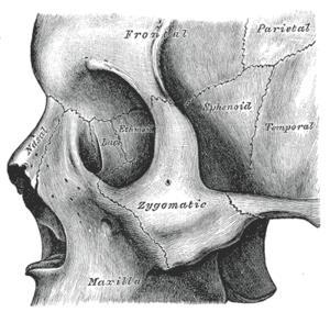 Zygomatic Process of the Temporal Bone