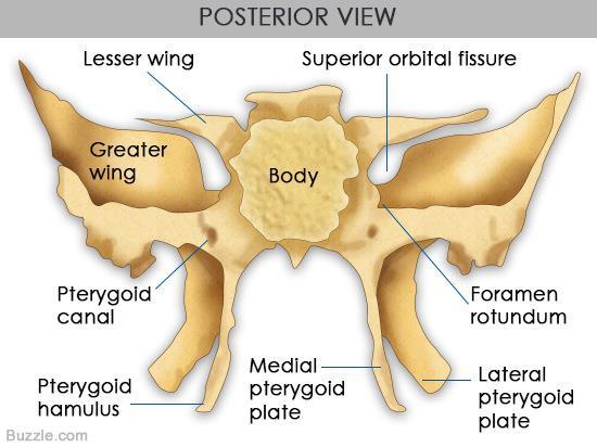 The Sphenoid Bone