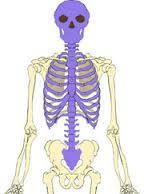Axial Skeleton Includes bones of the skull, vertebral column and thoracic cage Creates a