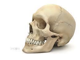 The Skull Protects the brain and supports delicate sense organs Bones that form the skull include 8 cranial bones 14