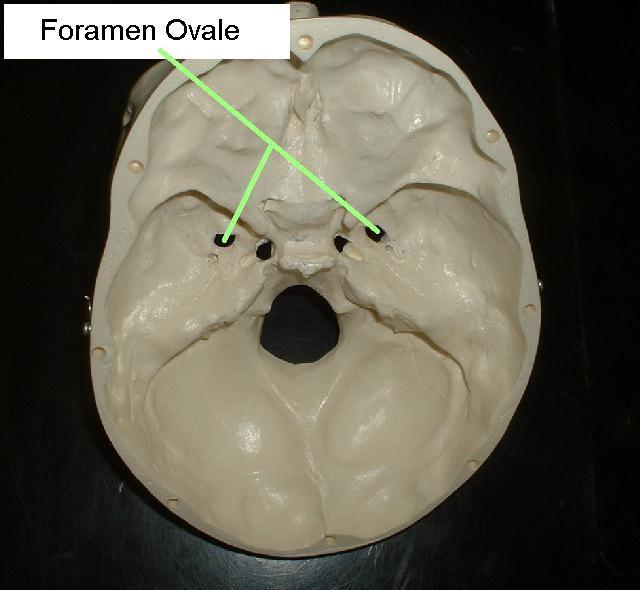 Foramen ovale**