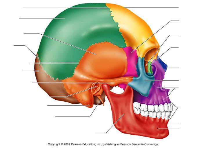 Foramina of the Skull Lateral View Coronal Suture Parietal Bone Temporal Bone Lambdoid Suture Squamous Suture Occipital Bone Zygomatic Process External