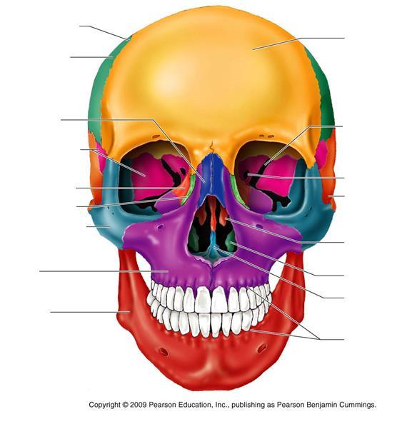 Foramina of the Skull - Frontal Coronal Suture Parietal Bone Nasal Bone Sphenoid Bone Ethmoid Bone Lacrimal Bone Zygomatic Bone