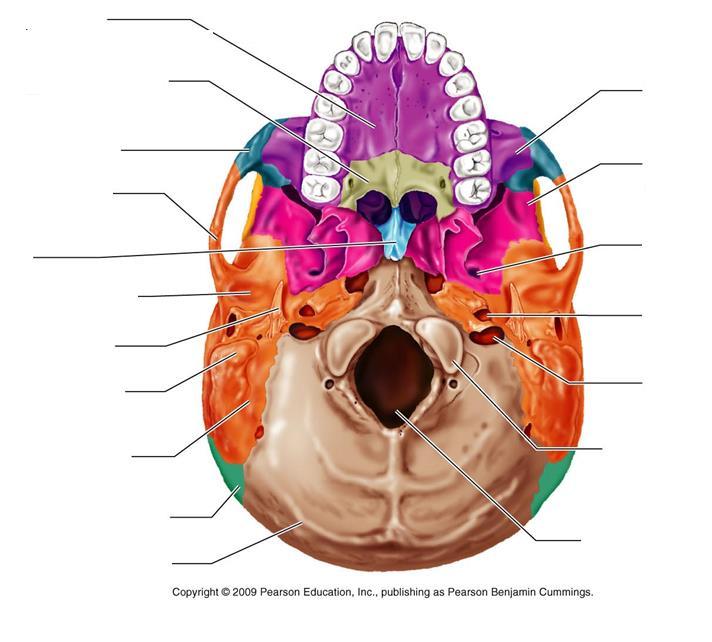 Foramina of the Skull Inferior View Maxilla Palatine Bone Zygomatic Bone Zygomatic Process Vomer Styloid Process Mastoid Process