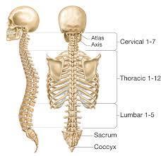 Vertebral Column Consists of 26 bones 24 vertebrae Sacrum Coccyx Vertebrae
