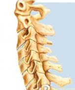 cervical vertebrae (C1; atlas)