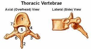 Thoracic region Vertebrae Anatomy Heart shaped body More massive than cervical vertebrae Large,