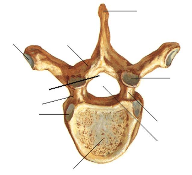 Vertebral Anatomy thoracic region Spinous Process Transverse Process Lamina