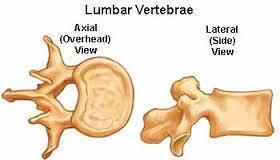 Lumbar region Vertebrae Anatomy Vertebral body is thick and more oval than thoracic Massive, stumpy spinous
