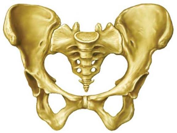 Coccyx Attachment site for muscle that closes that anal opening Fusion of the