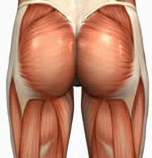 Gluteus Maximus Largest of the three buttock muscles Moves thigh backwards and principal extensor