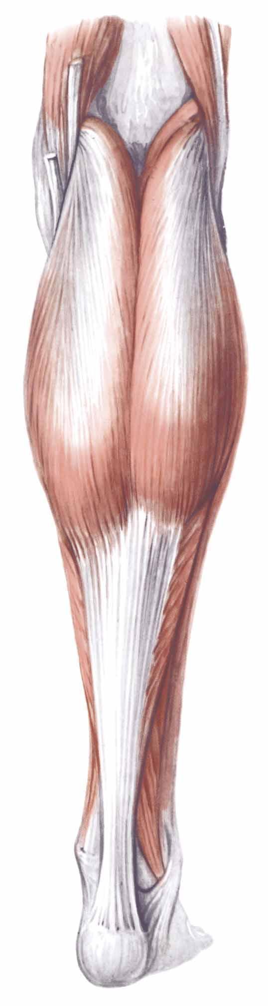 Two main muscles in the calf Gastrocnemius - most superficial and most prominent - has two proximal heads - Origin: posterior femur - Insertion: calcaneus (via achilles