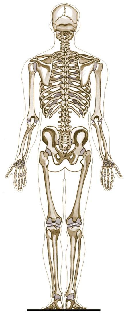 Anterior-Posterior Anterior Skeleton Posterior Skeleton Anterior In front of or front of your body Posterior Behind or back of your body E.g.