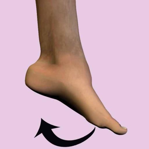 top of the foot toward the lower leg or shin