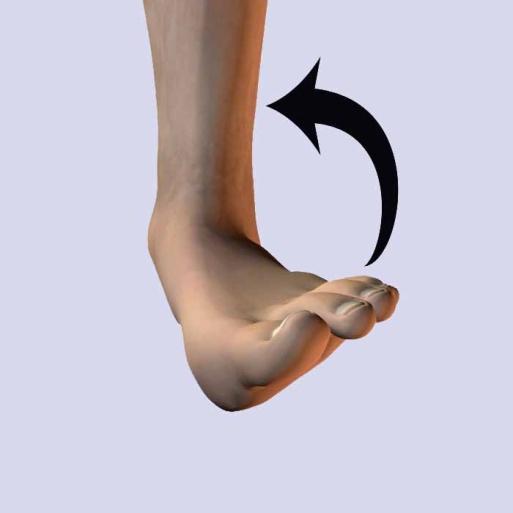 Inversion-Eversion Movements related to the sole of the foot