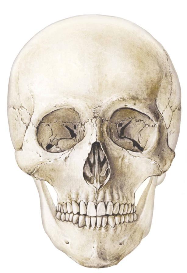 b) Facial Bones Lacrimal Bone Nasal Bone