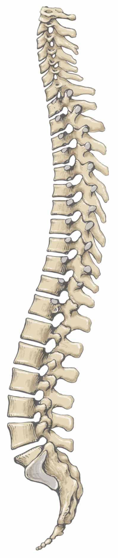 Vertebral Column 33 vertebrae in total 7 Cervical