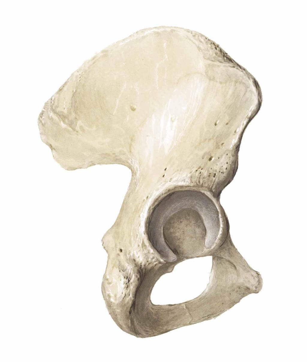 3. Pelvic Girdle Made up of 3 bones fused together: ilium, ischium and pubis.