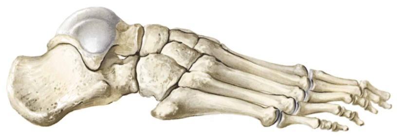 Lower Limb Tarsals Ankle bones Calcaneus or heel bone Talus