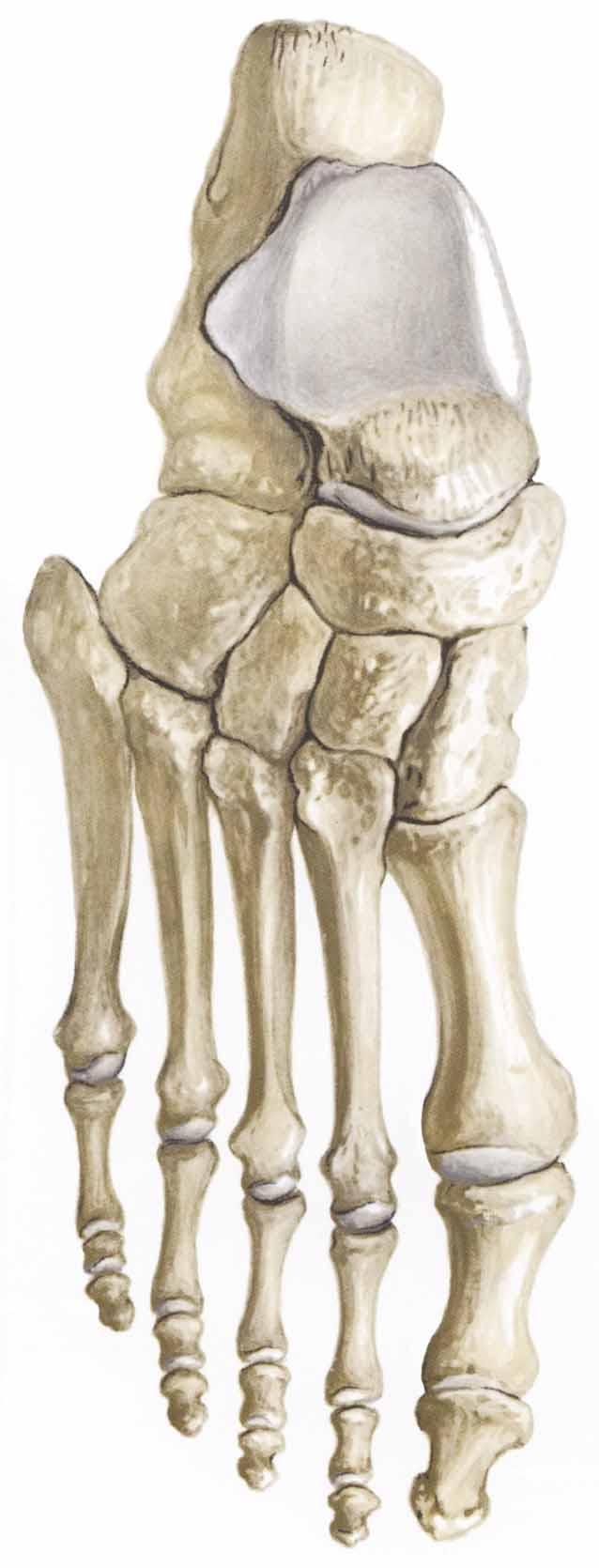 the toes Phalanges Toe bones Three per toe, except the big