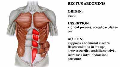 Rectus Abdominis Paired midline muscles Powerful flexor of the anterior abdominal wall Strengthening of the abdominal muscles is a very