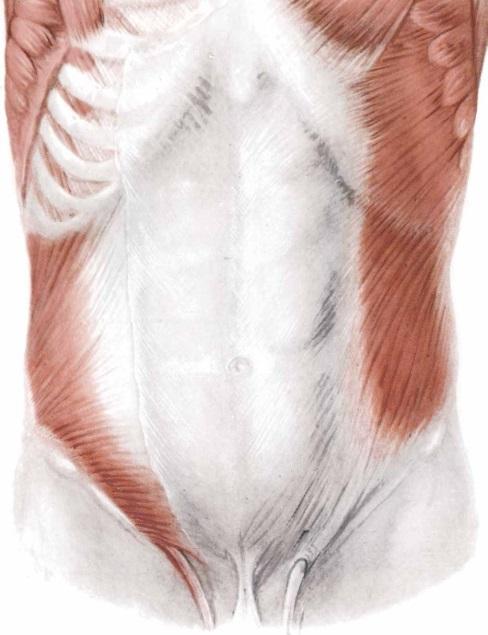External Oblique Origin: lower eight ribs Insertion: ilium External