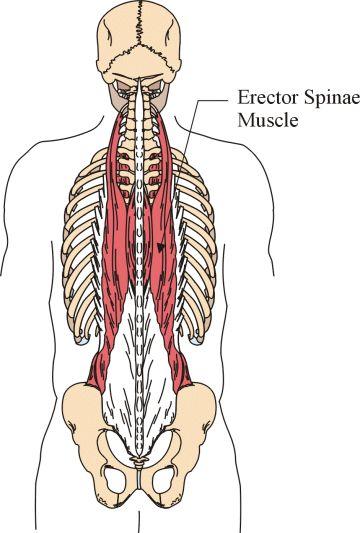 Erector spinae muscles Important posterior neck muscles Origin: ribs, cervical, thoracic and lumbar vertebrae, ilium Insertion: ribs, cervical, thoracic and lumbar