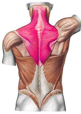 Trapezius Location: posterior neck and upper back Important lateral neck muscles Origin: base of the skull, cervical and