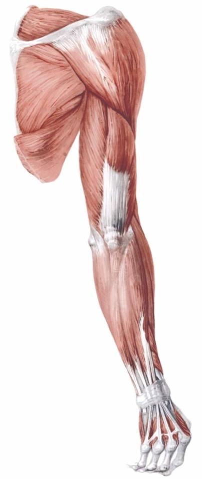 Triceps Brachii Located on the posterior