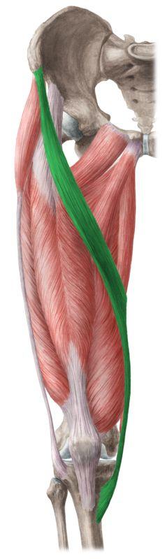 Sartorius Origin: ilium Insertion: medial tibia Longest muscle in the body Used to sit