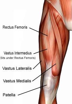 Quadriceps 4 muscles used to straighten the knee joint.