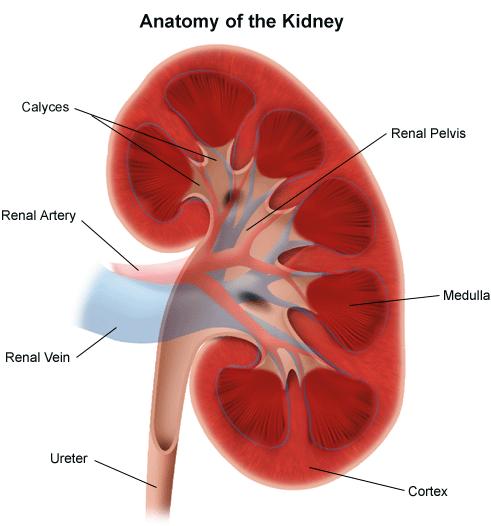 Overview: Renal & Urinary Tract Anatomy Source: Genitourinary & Kidney