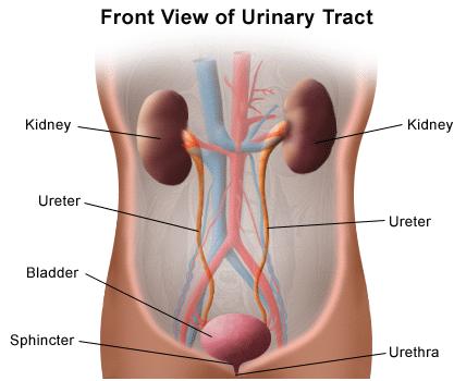 lpch.org/diseasehealthinfo/healthlibrary/urology/urinaryant.