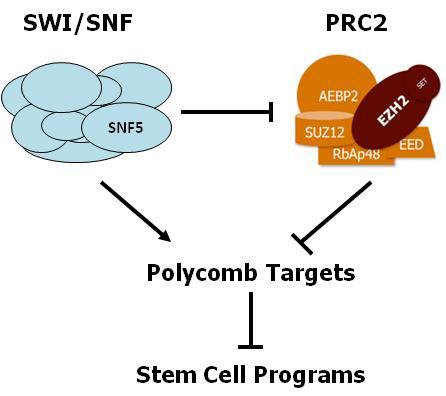 The SWI/SNF5 Chromatin 2013 Accomplishments Remodeling Complex Antagonizes with PRC2 and is Genetically Altered in Cancer Normal Cells Cancer Cells e.g. >90% of Rhabdoid Tumors INI1 INI1 Wilson Cancer Cell 2010 SWI/SNF subunits are mutated in 19.