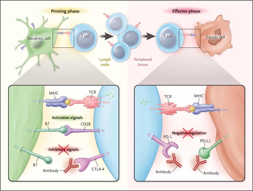 Immune Checkpoint inhibitors Blocking immune checkpoints may promote endogenous antitumor activity PD1: Inhibitory receptor on activated T-cells, B- cells, NK and myeloid cells.