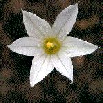 Stellate (Star-shaped) A flower