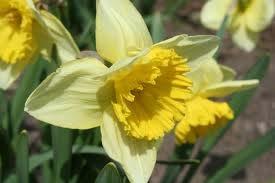 Coroniform Daffodil (Narcissus)