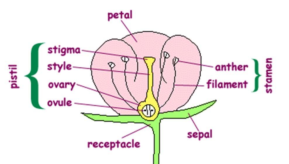 Flower parts The stigma, style, ovary, and ovule are often known collectively as the Carpel or Pistil or female