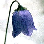 Flower Shapes (Bell-shaped) A flower with a wide tube and flared lobes (petal