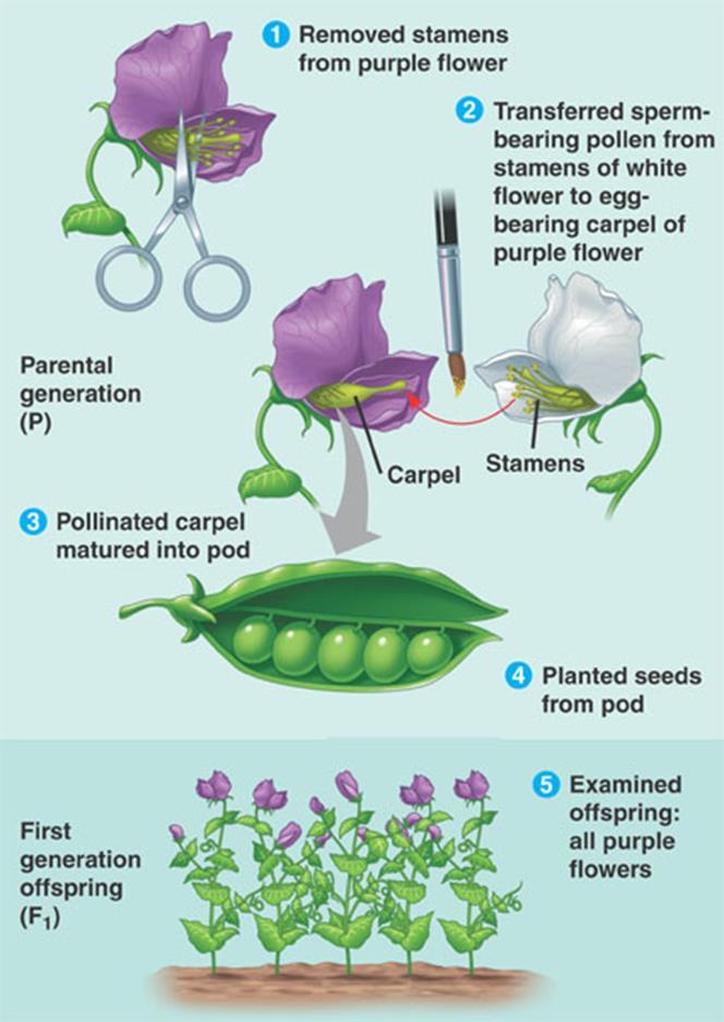 Mendel wanted to cross-pollinate his pea plants, in order to produce seeds that came from two different