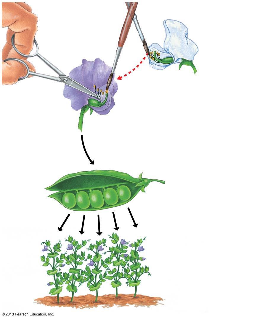 Figure 9.3-3 Removed stamens from purple flower.