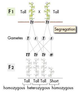 The Formation of Gametes Let s assume that each F 1 plant all of which were tall inherited