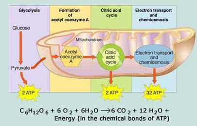 Aerobic Respiration Aerobic Respiration Requires oxygen Occurs in the mitochondria Steps of