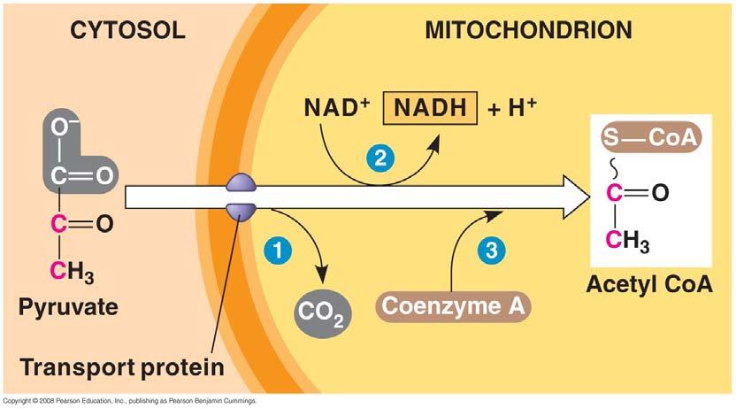 3A)Explain how acetyl CoA is formed. Forming Acetyl Coenzyme A 1. pyruvic acid enters mitochondrial matrix http://science.howstuffworks.com/ life/29543-assignment-discoverycellular-respiration-video.